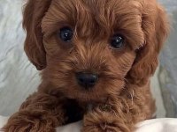 MALTİPOO YAVRULARI ACIK VE ESMER RENK ÇEŞİTLERR