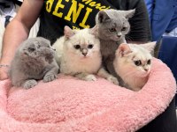 Scottish Fold & British shorthair