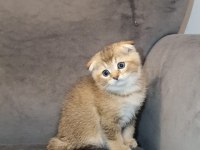 Golden Safkan Lynx Scottish Straight Yavrular