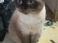 Minik british shorthair patiler