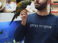 Bebek Patagonya Papağanı