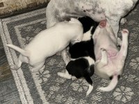 Fırlama Jack Russell Show Kalite