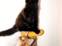 Safkan şecereli dev cüsseli Maine Coon erkek