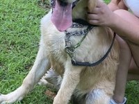 Eğitimli aşılı cipli golden retriever