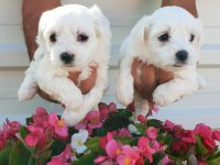 Maltese-Terrier Çok Sevimli Yavrular