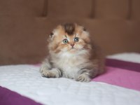 Üst kaliteli erkek by25 chocolate golden scottish fold