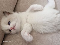 Ragdoll sealbicolor oğullarımızı sahiplendiriyoruz