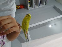 Ücretsiz erkek muhabbet kuşu acil