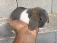 BLUE VE SİYAH MAVİGÖZ HOLLANDA TEDDY LOP TAVŞAN