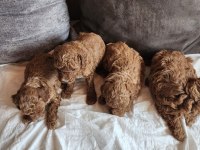 Anne altından evde bakılan kore kan mini poodle