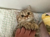 British shorthair golden point