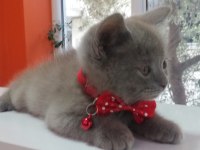 2 Aylık British Shorthair Lilac Yavru