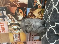 Scottish Chinchilla Mix Yavrular