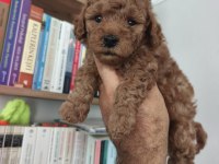 Toy poodle bebekler