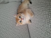 Safkan british golden shorthair yavrular
