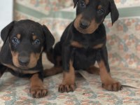 Doberman Yavruları