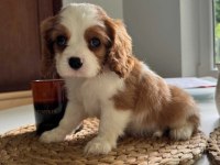 En özel cavalier king charles yavrular