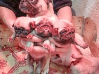 Pug yavrularımız ırk garantilidir