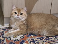 British shorthair golden yetişkin dişi