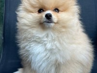 Aile Aranıyor: Sevimli Pomeranian Yavrusu Cookie