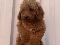 Poodle Yavrularımız Aşılı Karneli Teslime hazır