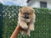 Pomeranian Boo Sevimli Surat