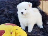 PAMUK GİBİ SAMOYED YAVRULARI
