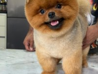 15 aylık kusursuz erkek teddy bear surat pomeranian