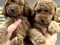 VETERİNER HEKİMDEN RED BROWN TEA CUP TOY POODLE YAVRULAR