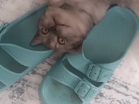 British shorthair dişi yavru