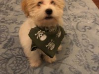 Yavru Maltese Terrier