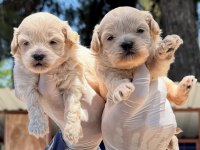 Kore Maltipoo kilo ve büyümeme garantili