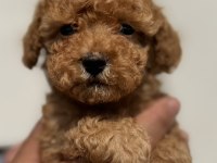 TOY POODLE YAVRULARIMIZ