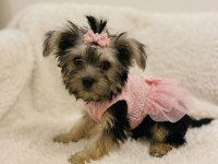 Teddy yorkie bebek