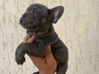 ANATOMİ HARİKASI FRENCH BULLDOG BEBEKLER