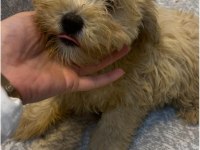 MİNİK MALTİPOO YAVRULARI