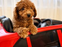 2,5 aylık erkek poodle
