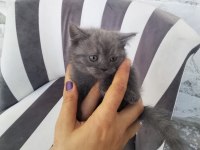 Tatlı british shorthair kuzu