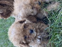 Orjinal Maltipoo Bebekler
