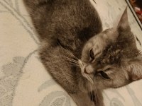 Ücretsiz Dişi British shorthair