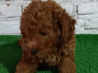 Toy poodle köpeği