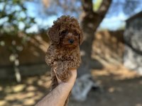Sağlık ve ırk garantili toy poodle yavrularımız 