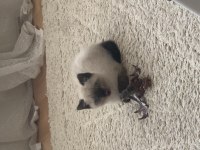 British shorthair yavrumuza yuva arıyoruz
