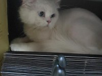 British shorthair erkek
