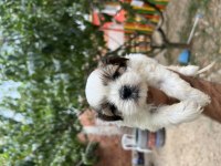 Shih tzu yavrularımız