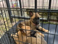 Belçika Kurdu Malinois