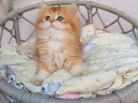 Efsane Saf kan Golden Longhair Dişi Erkek Bebeklerim