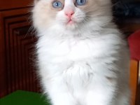 Safkan Ragdoll Son Yavru Kedimiz
