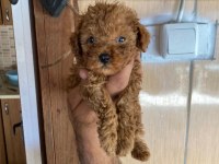 Toy poodle çokomeller