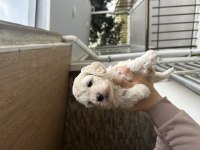 Maltipoo Yavrular